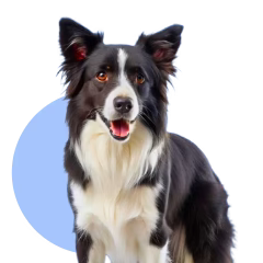 Collection image for: Dog Supplements